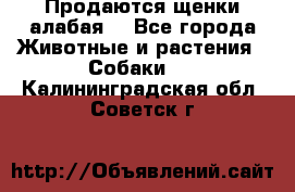 Продаются щенки алабая  - Все города Животные и растения » Собаки   . Калининградская обл.,Советск г.